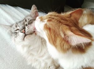 cats giving each other licks