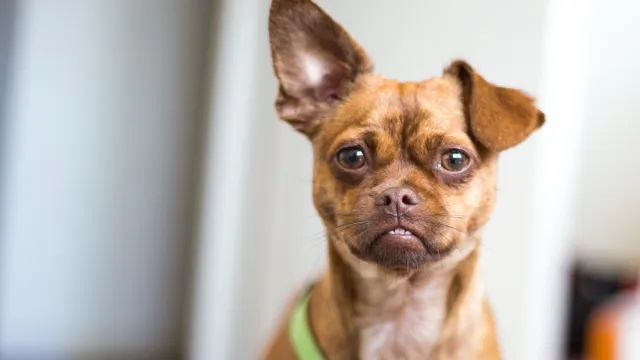 Chihuahua Pug Mixed breed Dogs