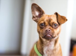 Chihuahua Pug Mixed breed Dogs