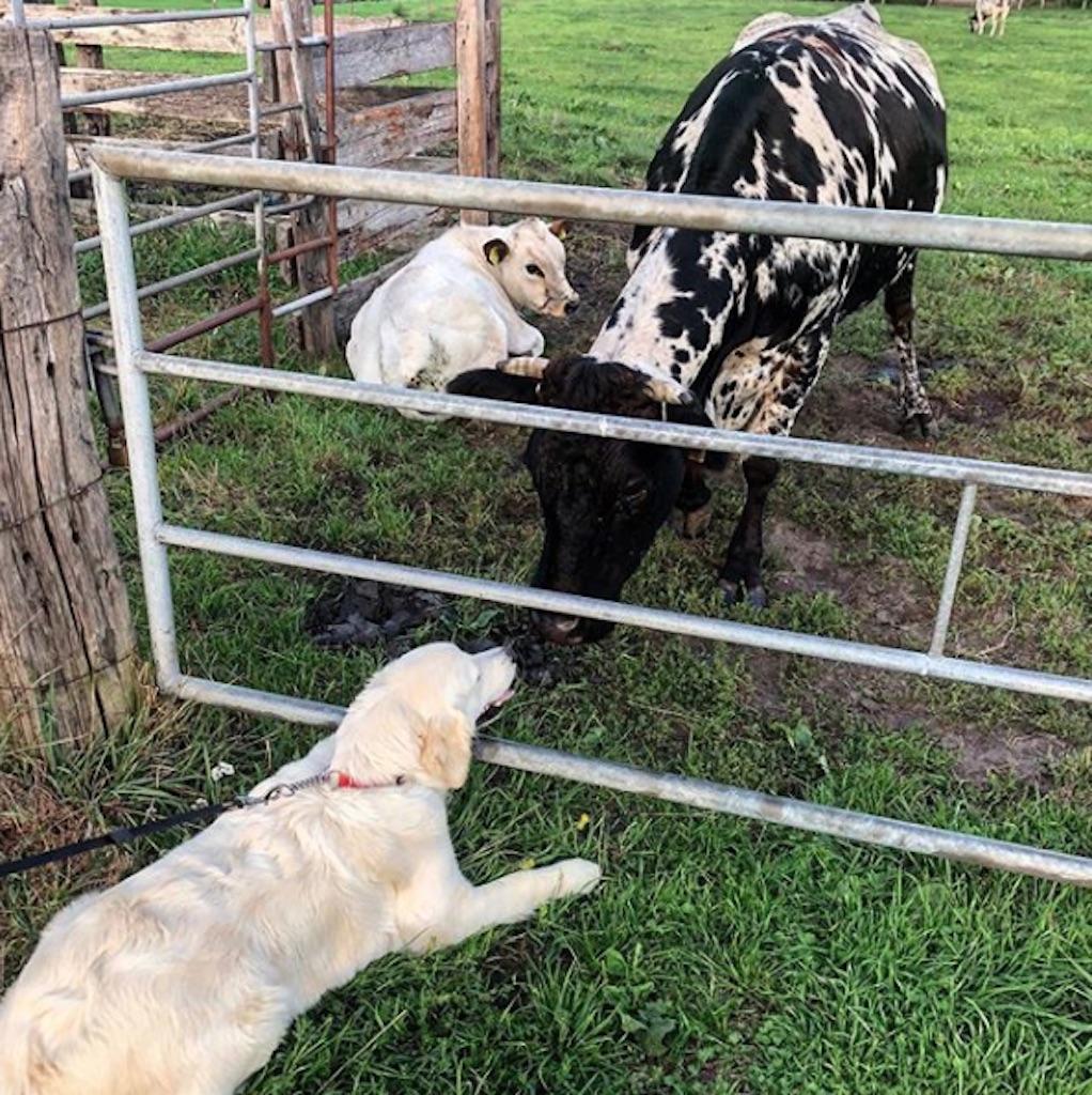 dog and cow are friends