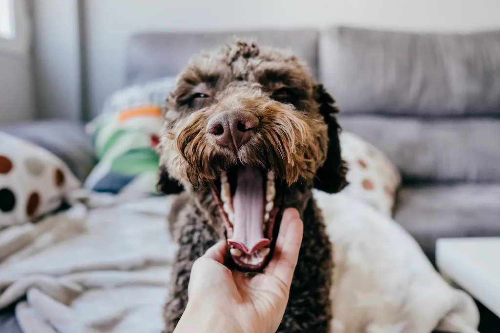 why yawning is contagious