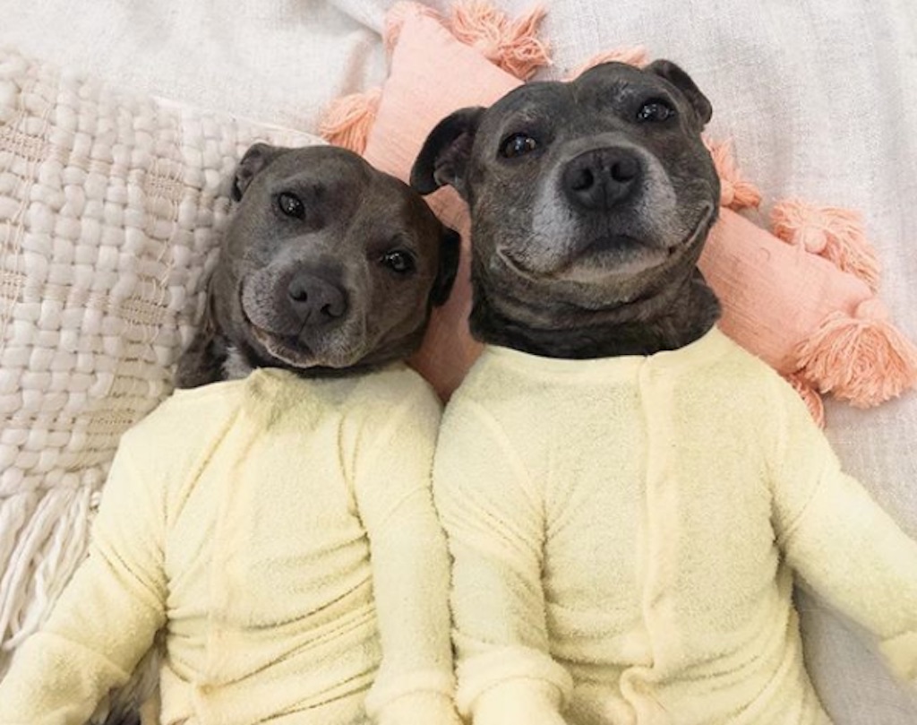 dogs in pajamas