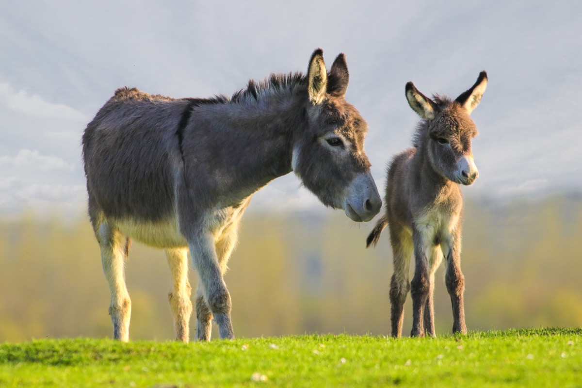 Two donkeys in a field