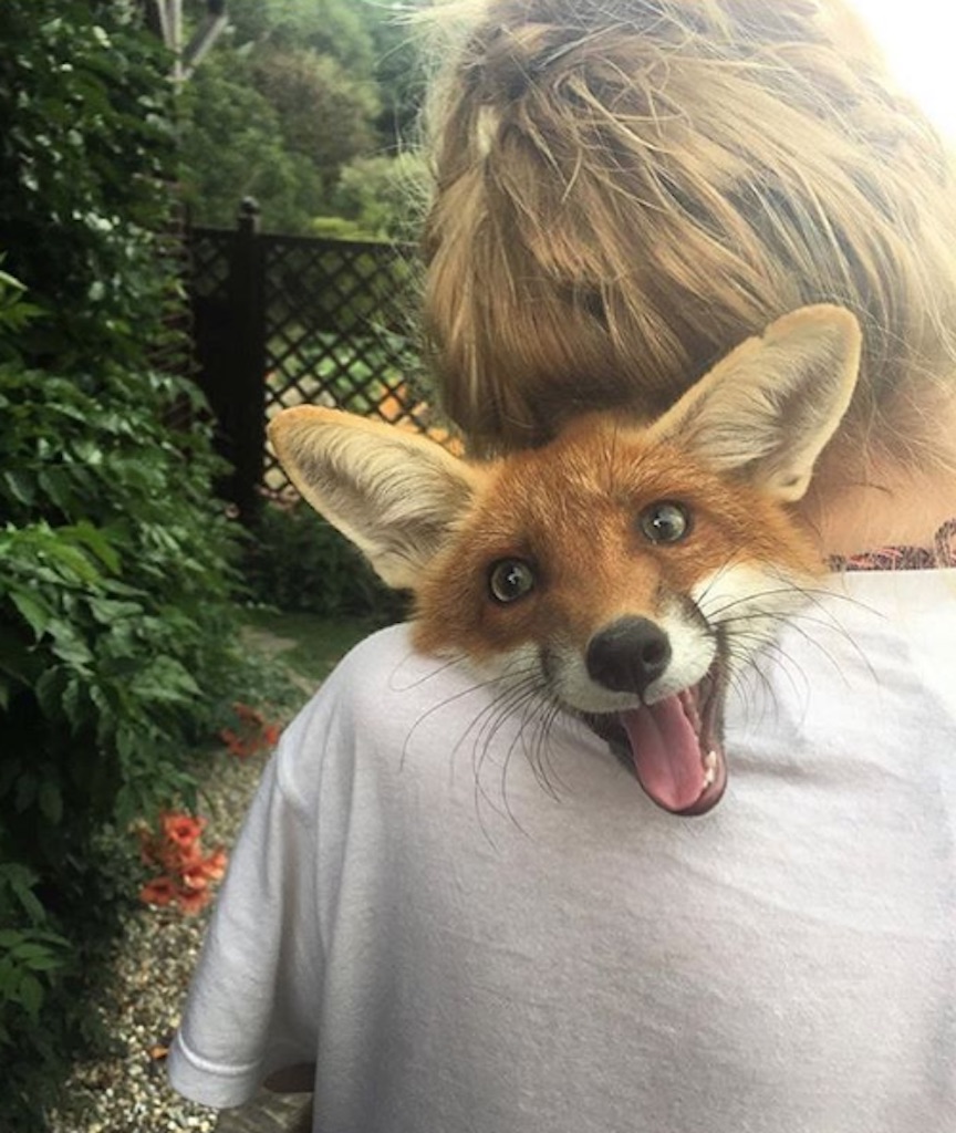 fox giving cuddles