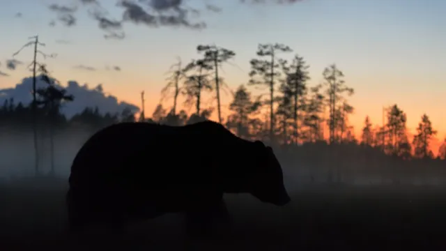 grizzly bear in the woods against a sunset backdrop is one of the toughest animals