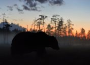 grizzly bear in the woods against a sunset backdrop is one of the toughest animals