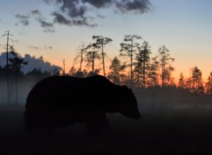 grizzly bear in the woods against a sunset backdrop is one of the toughest animals