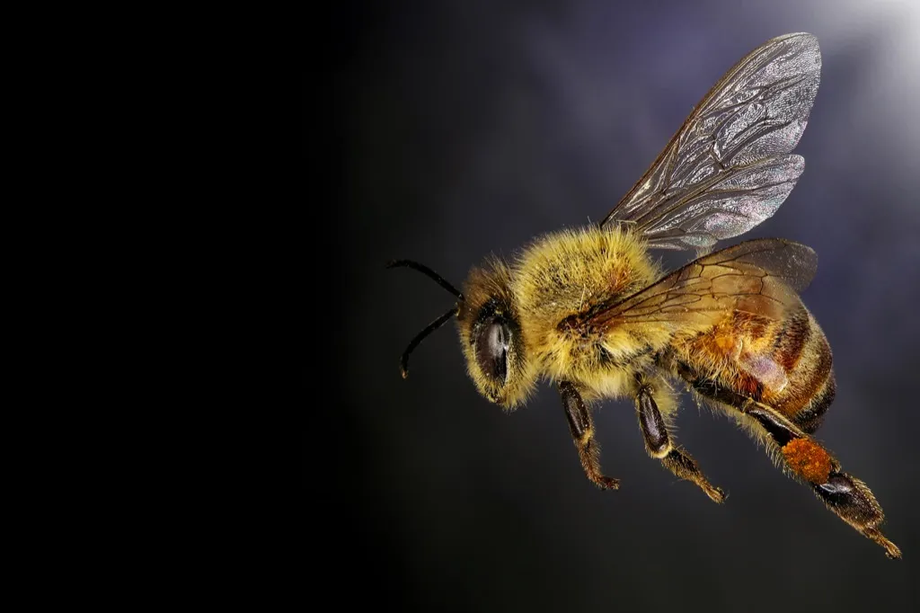 honey bee close up shot