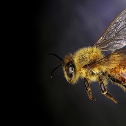 honey bee close up shot