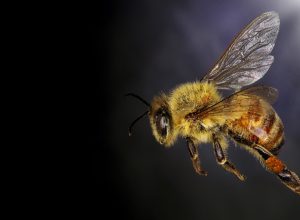 honey bee close up shot