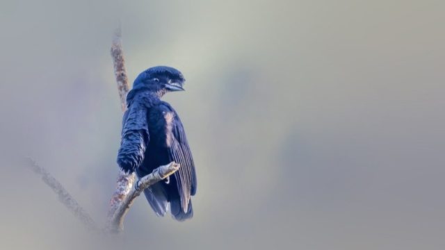 long wattled umbrellabird