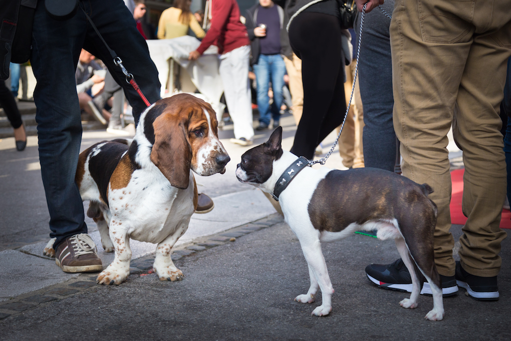 a basset hound and a french bulldog meeting and booping snoots in an urban area while on leashes