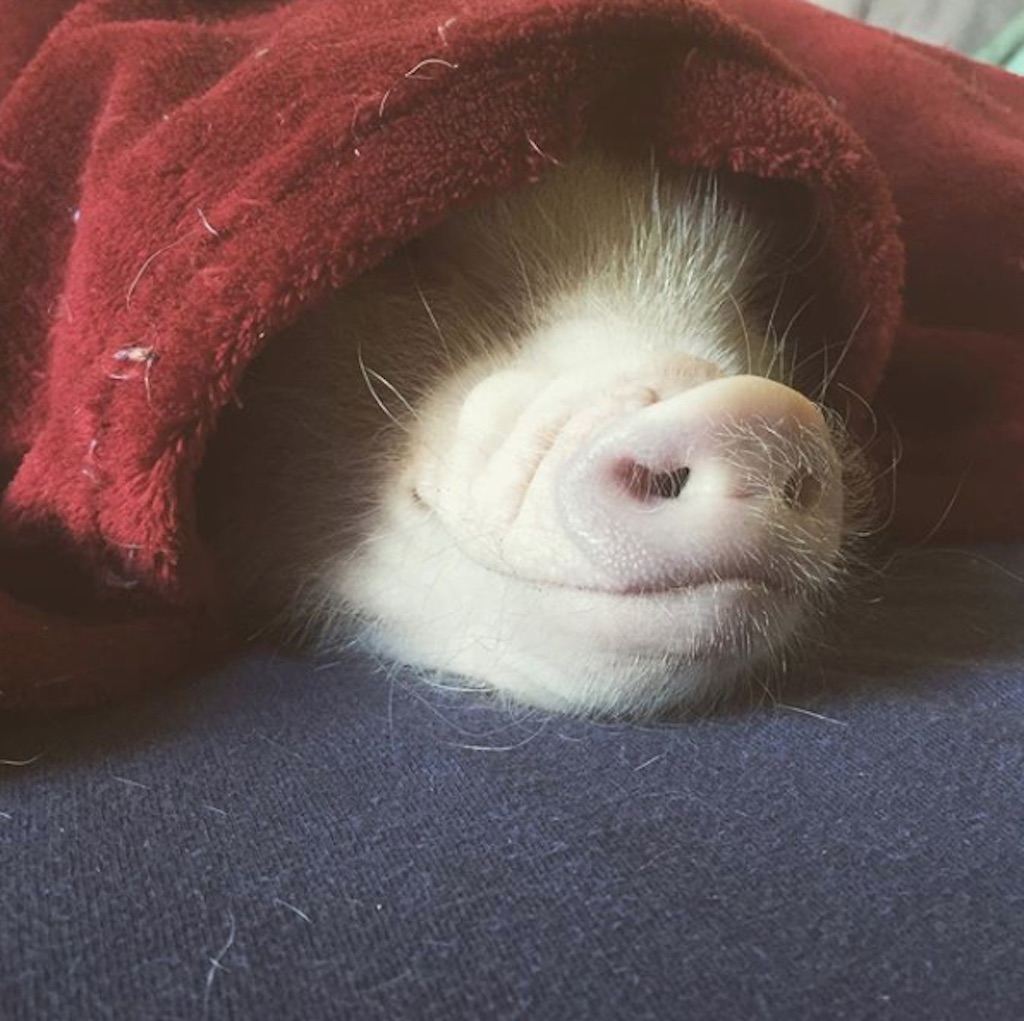 pig under a blanket
