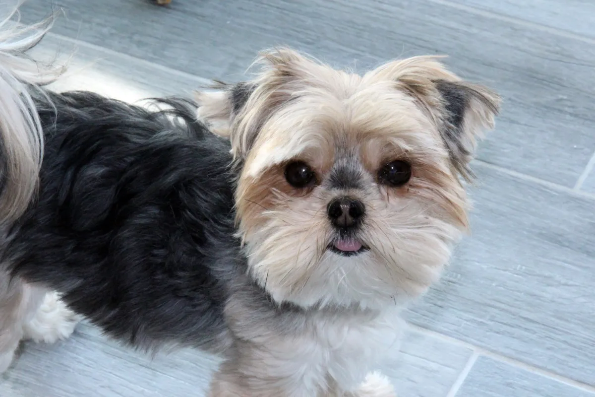 Morkie Maltese Yorkie Mixed breed Dogs