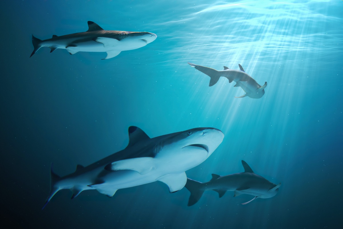 Multiple great white sharks swimming