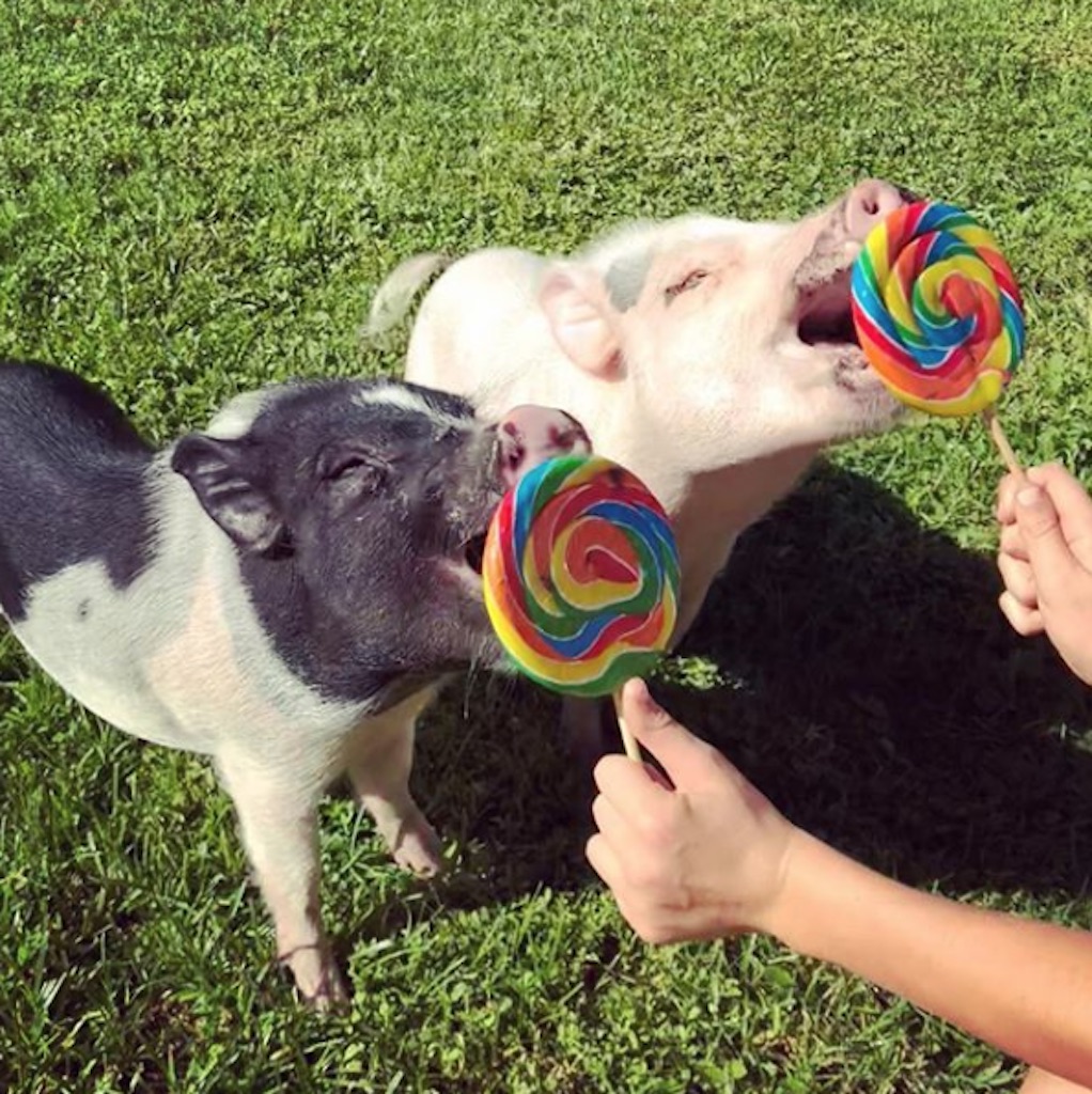 cute pigs licking lollipop