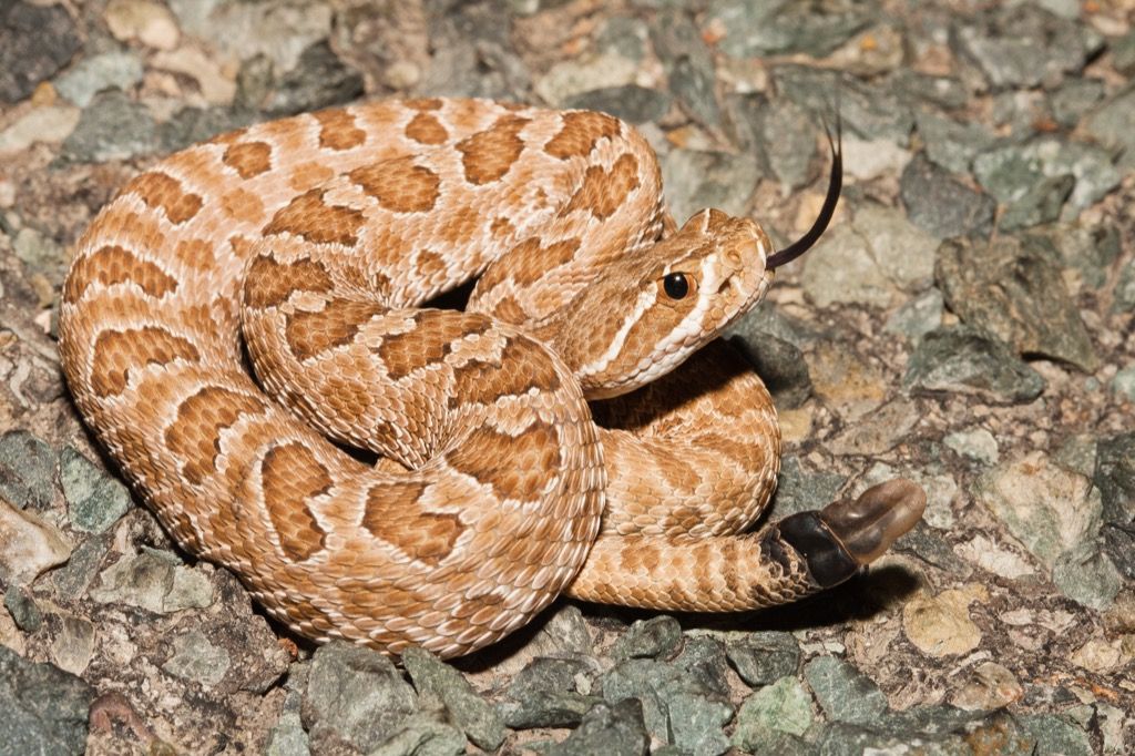 prairie rattlesnake