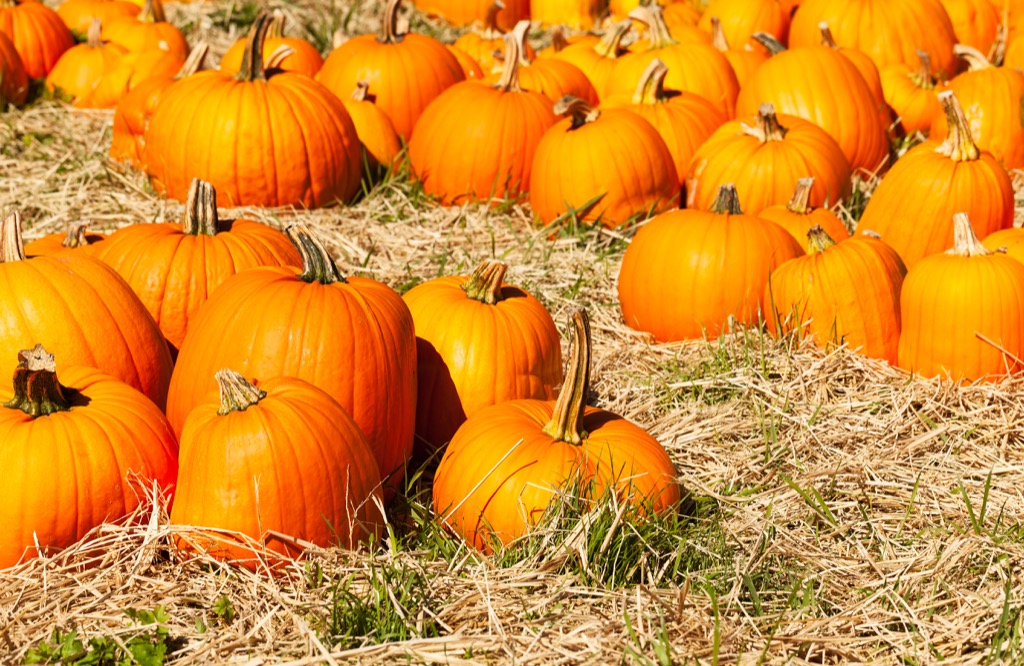 pumpkins sitting in patch, state fact about deleware