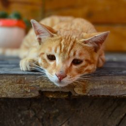 sad cat laying on a wooden shelf suffering from pet depression