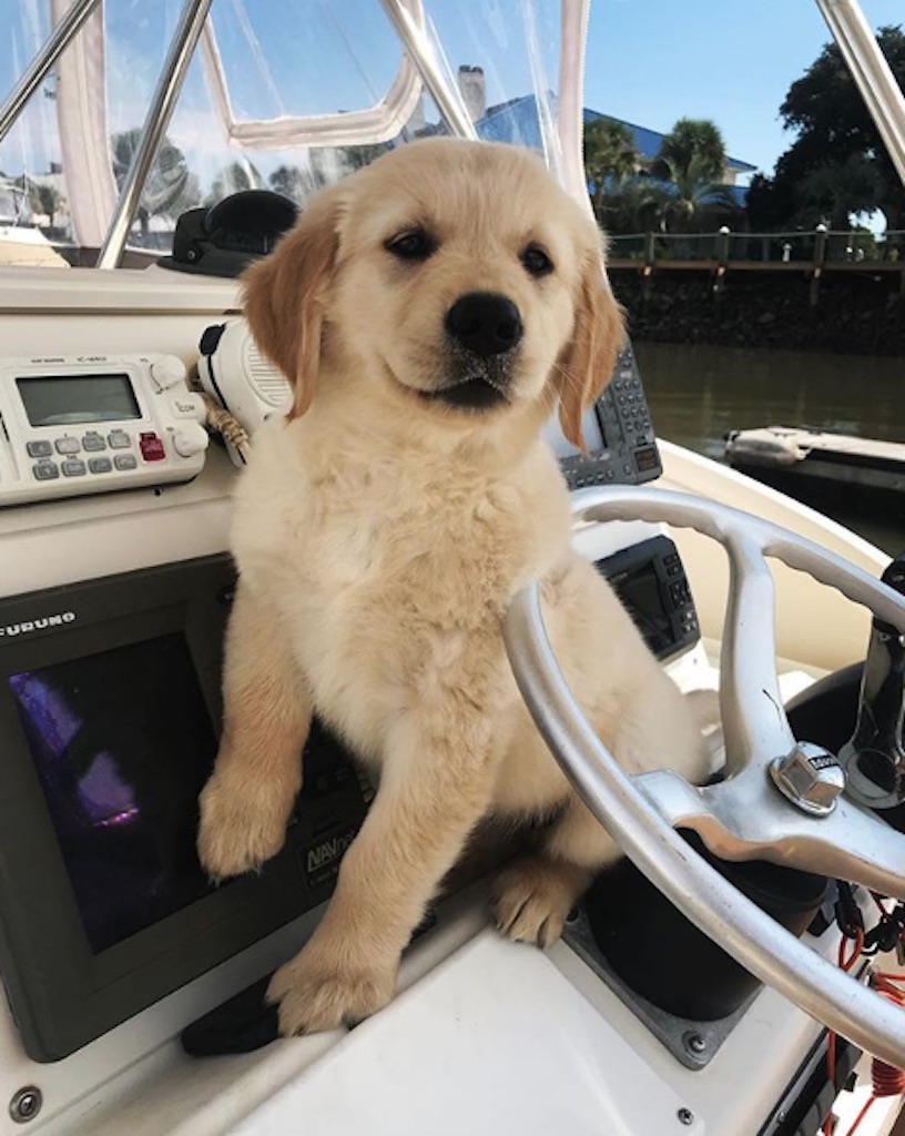 puppy on a boat