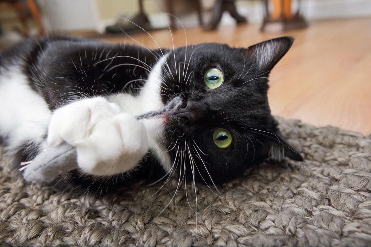 Do cats love store catnip