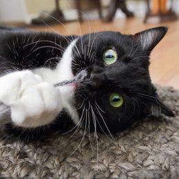 a tuxedo cat playing with catnip - why do cats like catnip so much