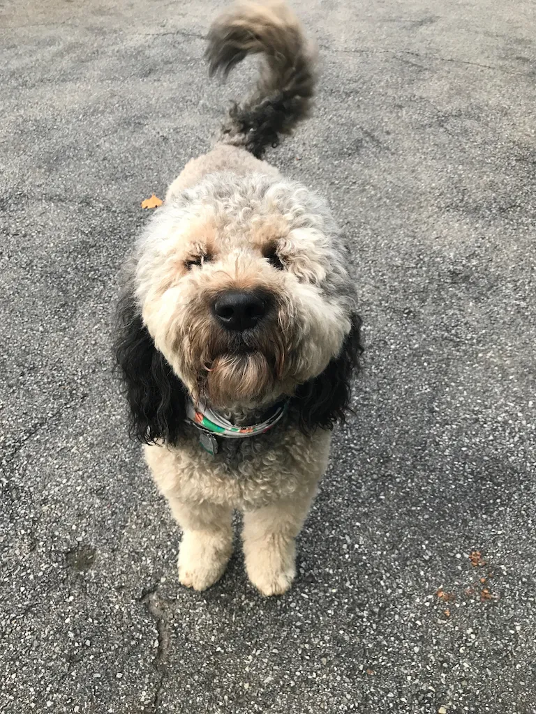 Walter the Bernedoodle, cutest hybrid dogs