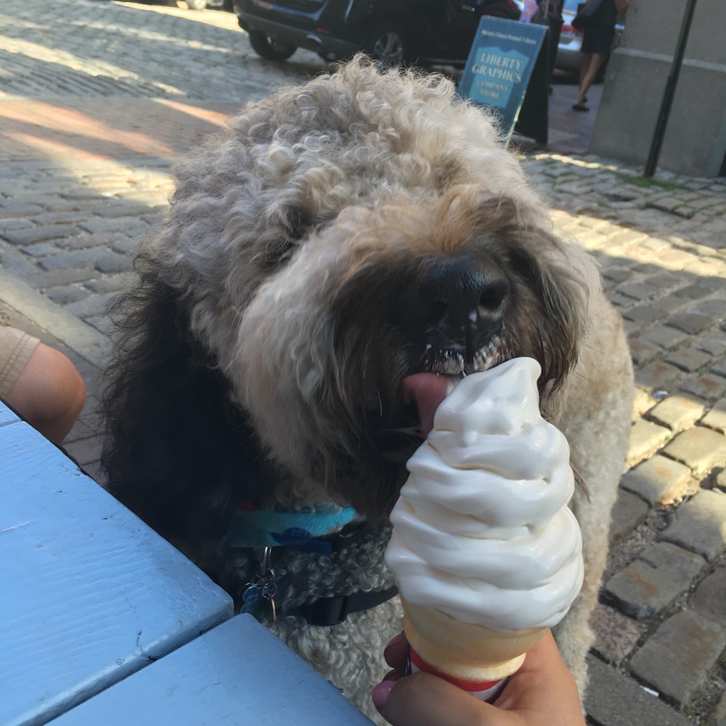 walter doodle eating ice cream dog