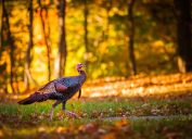 a wild turkey at dusk in the woods - how turkeys got their name