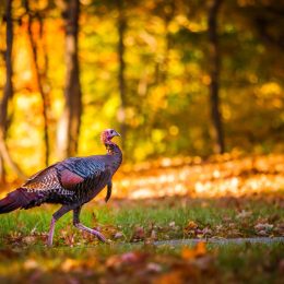 a wild turkey at dusk in the woods - how turkeys got their name