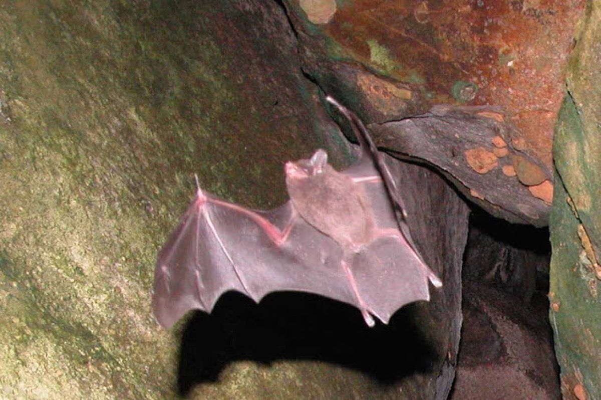 Seychelles-Bat