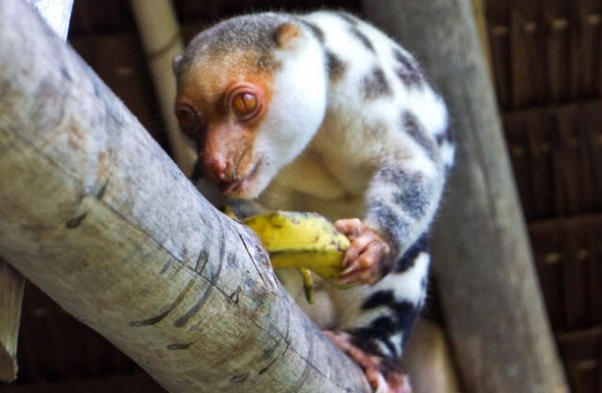 Black Spotted Cuscus