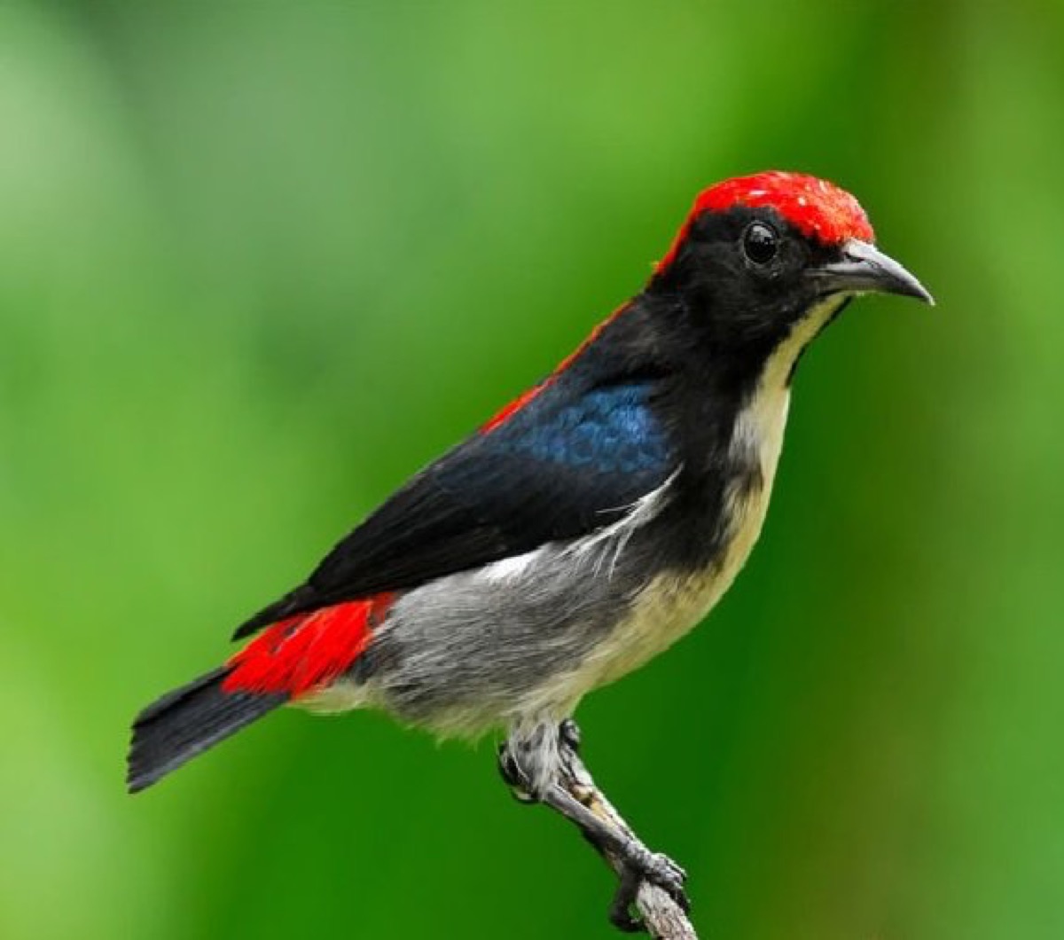 Cebu Flowerpecker