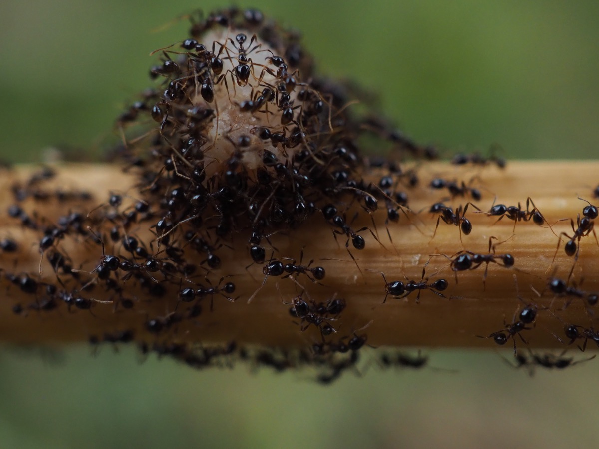 ants genius facts