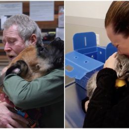 social media reunites pets lost in camp fire with owners.