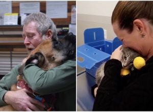 social media reunites pets lost in camp fire with owners.