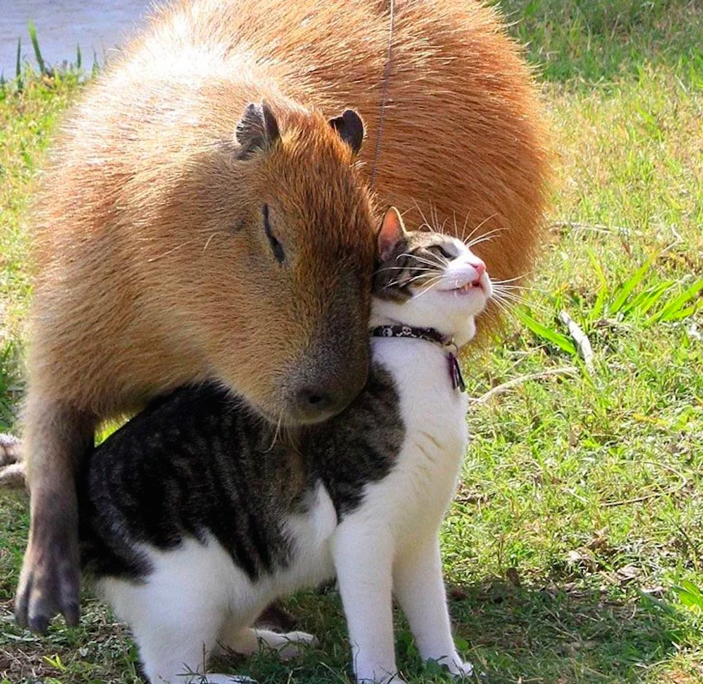 capybara photo