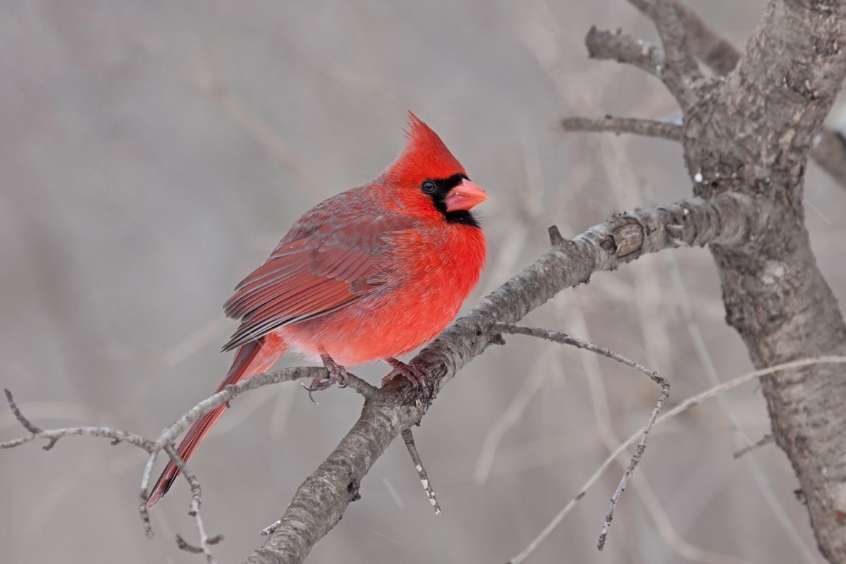 Cardinal Bird with Fluffed Feathers {How Do Animals Stay Warm}