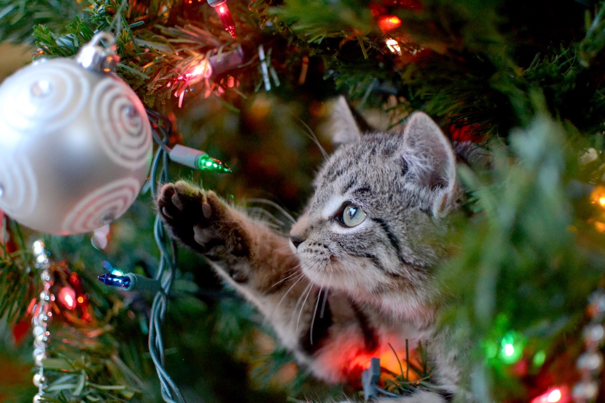 Cat Pawing at a Christmas Ornament on Christmas Tree