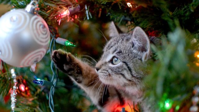 Cat Pawing at a Christmas Ornament on Christmas Tree