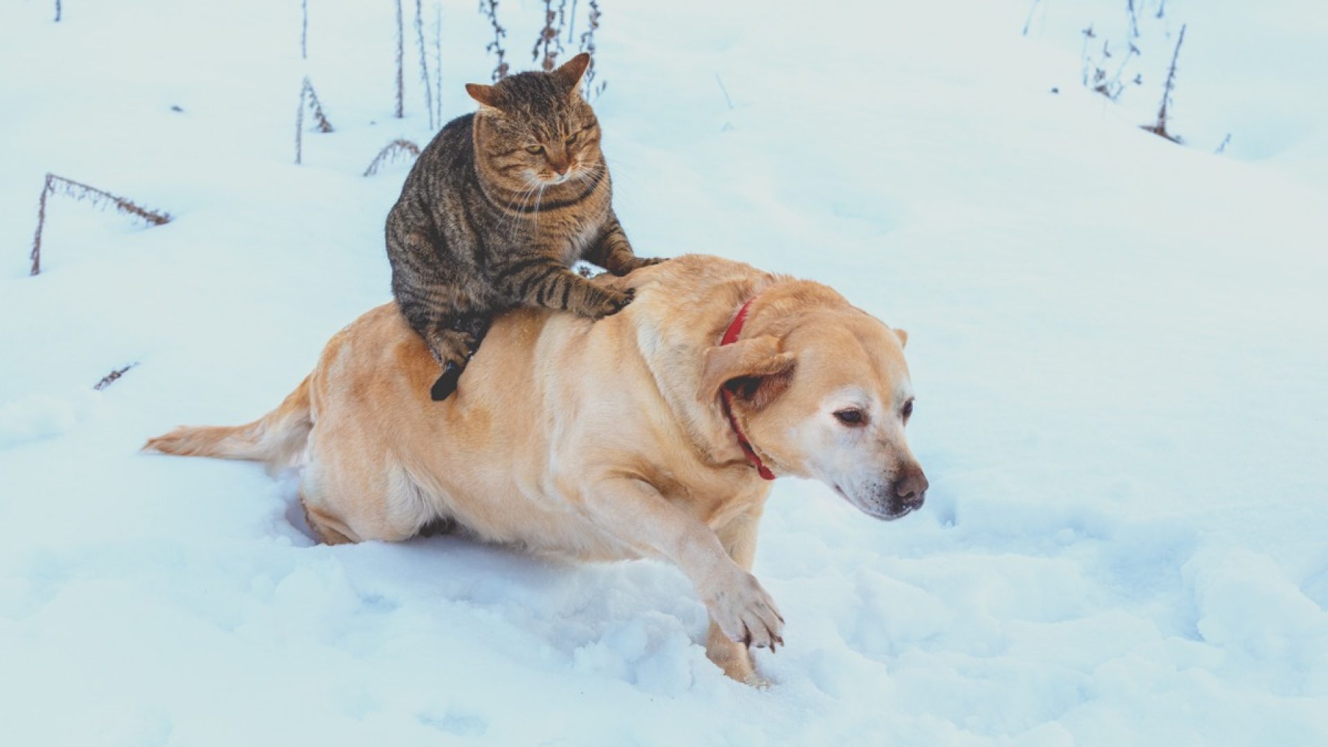 These 23 Unlikely Animal Friendships Will Melt Your Heart — Best Life