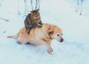 Cat riding on dog's back