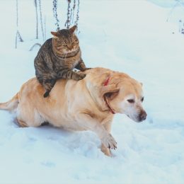 Cat riding on dog's back