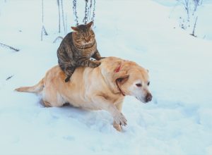 Cat riding on dog's back