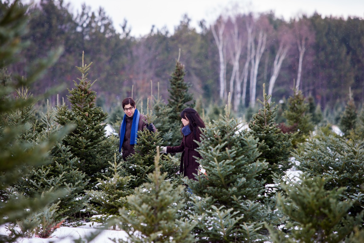 12 Things to Know Before You Buy a Christmas Tree, According to Sellers