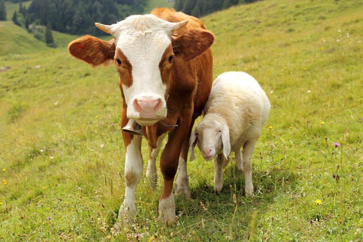 Cow and sheep hanging out