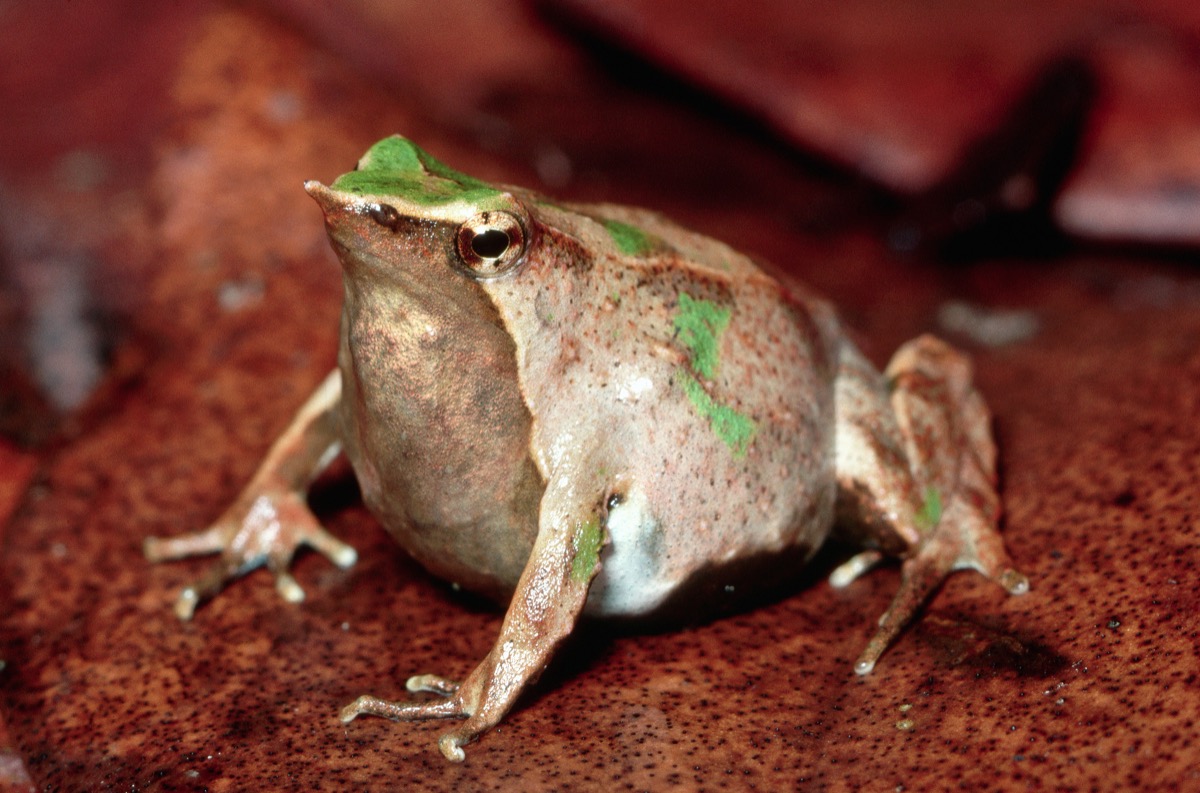 Northern Darwin's Frog
