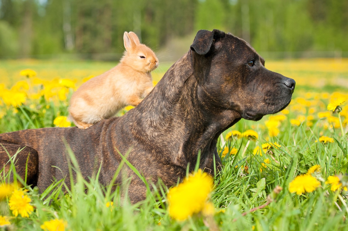 These 23 Unlikely Animal Friendships Will Melt Your Heart | Best Life