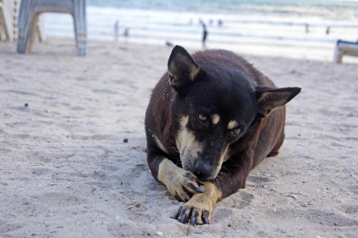 Dog Licking Paw on the beach {Why Do Dogs Lick Their Paws}