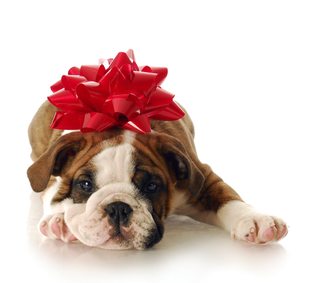 Dog with bow boring holiday gifts